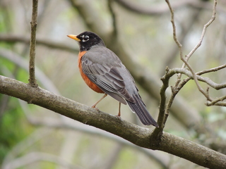 Filename=DSCN1890.JPG
Filesize=5774KiB
Dimensions=4608x3456
Date added=Sep 19, 2019 DSCN1890.JPG