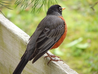 Filename=DSCN1892.JPG
Filesize=5888KiB
Dimensions=4608x3456
Date added=Sep 19, 2019 DSCN1892.JPG