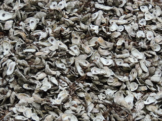 Filename=DSCN1901.JPG
Filesize=6073KiB
Dimensions=4608x3456
Date added=Sep 19, 2019 DSCN1901.JPG