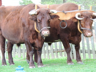 Filename=DSCN1913.JPG
Filesize=6112KiB
Dimensions=4608x3456
Date added=Sep 19, 2019 DSCN1913.JPG