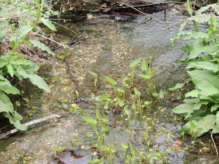 Filename=DSCN1940.JPG
Filesize=5880KiB
Dimensions=4608x3456
Date added=Sep 19, 2019 DSCN1940.JPG