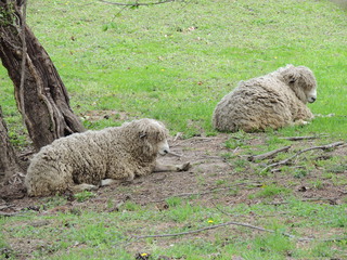 Filename=DSCN1942.JPG
Filesize=5787KiB
Dimensions=4608x3456
Date added=Sep 19, 2019 DSCN1942.JPG