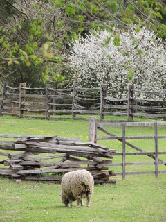 Filename=DSCN1945.JPG
Filesize=5761KiB
Dimensions=3456x4608
Date added=Sep 19, 2019 DSCN1945.JPG