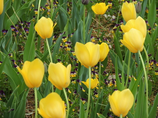 Filename=DSCN2043.JPG
Filesize=6209KiB
Dimensions=4608x3456
Date added=Sep 19, 2019 DSCN2043.JPG