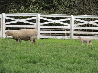 Filename=DSCN2222.JPG
Filesize=6250KiB
Dimensions=4608x3456
Date added=Sep 19, 2019 DSCN2222.JPG