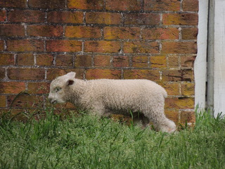 Filename=DSCN2224.JPG
Filesize=6189KiB
Dimensions=4608x3456
Date added=Sep 19, 2019 DSCN2224.JPG