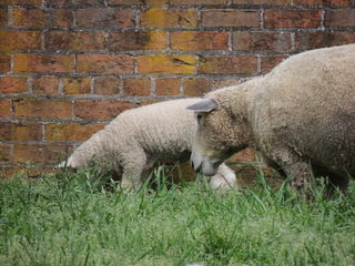 Filename=DSCN2225.JPG
Filesize=6144KiB
Dimensions=4608x3456
Date added=Sep 19, 2019 DSCN2225.JPG