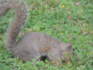 Filename=DSCN2229.JPG
Filesize=5756KiB
Dimensions=4608x3456
Date added=Sep 19, 2019 DSCN2229.JPG