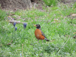 Filename=DSCN2234.JPG
Filesize=6076KiB
Dimensions=4608x3456
Date added=Sep 19, 2019 DSCN2234.JPG