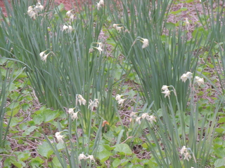 Filename=DSCN2294.JPG
Filesize=5667KiB
Dimensions=4608x3456
Date added=Sep 19, 2019 DSCN2294.JPG