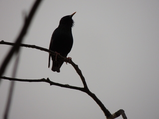 Filename=DSCN2296.JPG
Filesize=5426KiB
Dimensions=4608x3456
Date added=Sep 19, 2019 DSCN2296.JPG