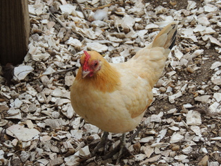 Filename=DSCN2441.JPG
Filesize=6140KiB
Dimensions=4608x3456
Date added=Sep 19, 2019 DSCN2441.JPG