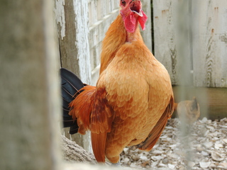 Filename=DSCN2444.JPG
Filesize=6000KiB
Dimensions=4608x3456
Date added=Sep 19, 2019 DSCN2444.JPG