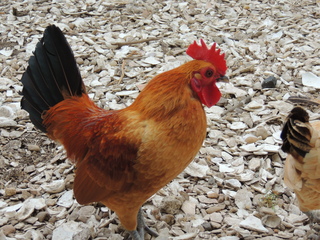 Filename=DSCN2446.JPG
Filesize=6195KiB
Dimensions=4608x3456
Date added=Sep 19, 2019 DSCN2446.JPG