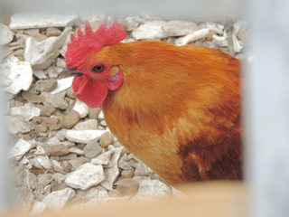 Filename=DSCN2448.JPG
Filesize=5392KiB
Dimensions=4608x3456
Date added=Sep 19, 2019 DSCN2448.JPG