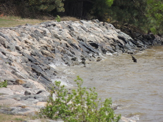 Filename=DSCN2559.JPG
Filesize=6165KiB
Dimensions=4608x3456
Date added=Sep 19, 2019 DSCN2559.JPG