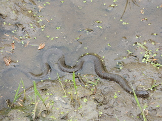 Filename=DSCN2574.JPG
Filesize=6245KiB
Dimensions=4608x3456
Date added=Sep 19, 2019 DSCN2574.JPG