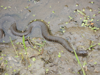 Filename=DSCN2575.JPG
Filesize=6128KiB
Dimensions=4608x3456
Date added=Sep 19, 2019 DSCN2575.JPG