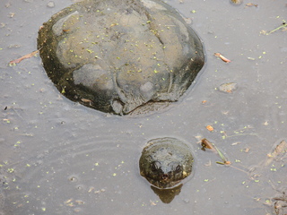 Filename=DSCN2576.JPG
Filesize=6143KiB
Dimensions=4608x3456
Date added=Sep 19, 2019 DSCN2576.JPG