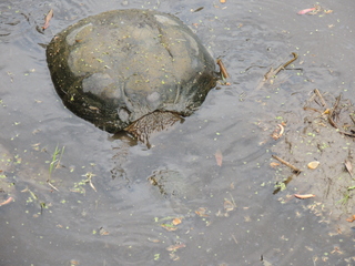 Filename=DSCN2577.JPG
Filesize=5830KiB
Dimensions=4608x3456
Date added=Sep 19, 2019 DSCN2577.JPG