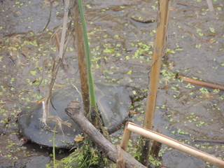 Filename=DSCN2579.JPG
Filesize=5594KiB
Dimensions=4608x3456
Date added=Sep 19, 2019 DSCN2579.JPG