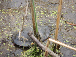 Filename=DSCN2580.JPG
Filesize=6187KiB
Dimensions=4608x3456
Date added=Sep 19, 2019 DSCN2580.JPG