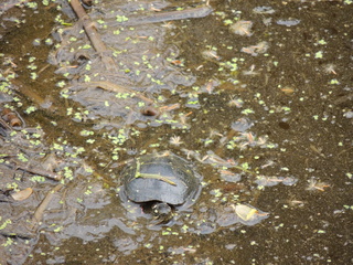 Filename=DSCN2581.JPG
Filesize=6169KiB
Dimensions=4608x3456
Date added=Sep 19, 2019 DSCN2581.JPG