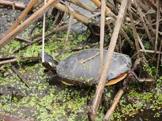 Filename=DSCN2582.JPG
Filesize=6326KiB
Dimensions=4608x3456
Date added=Sep 19, 2019 DSCN2582.JPG