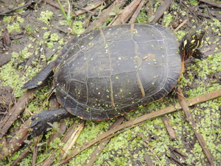 Filename=DSCN2584.JPG
Filesize=6200KiB
Dimensions=4608x3456
Date added=Sep 19, 2019 DSCN2584.JPG