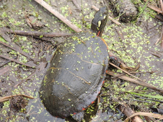 Filename=DSCN2585.JPG
Filesize=6178KiB
Dimensions=4608x3456
Date added=Sep 19, 2019 DSCN2585.JPG