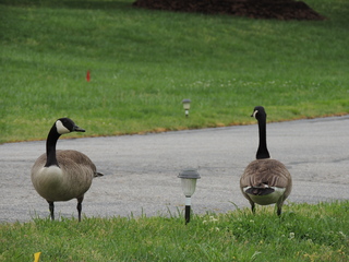 Filename=DSCN2631.JPG
Filesize=6039KiB
Dimensions=4608x3456
Date added=Sep 19, 2019 DSCN2631.JPG