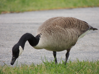 Filename=DSCN2632.JPG
Filesize=5708KiB
Dimensions=4608x3456
Date added=Sep 19, 2019 DSCN2632.JPG