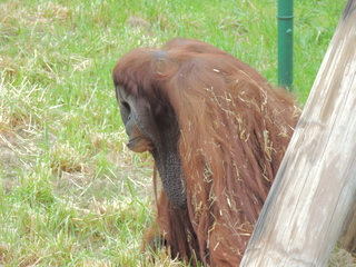 Filename=DSCN2635.JPG
Filesize=5823KiB
Dimensions=4608x3456
Date added=Sep 19, 2019 DSCN2635.JPG