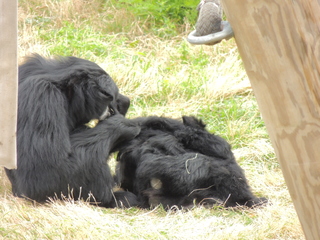 Filename=DSCN2644.JPG
Filesize=5774KiB
Dimensions=4608x3456
Date added=Sep 19, 2019 DSCN2644.JPG