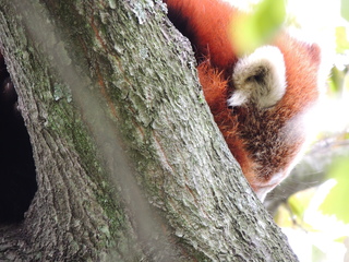 Filename=DSCN2650.JPG
Filesize=6289KiB
Dimensions=4608x3456
Date added=Sep 19, 2019 DSCN2650.JPG