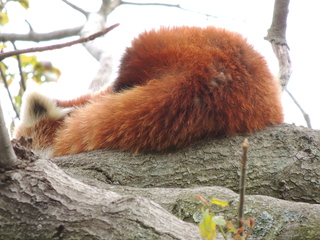 Filename=DSCN2652.JPG
Filesize=6113KiB
Dimensions=4608x3456
Date added=Sep 19, 2019 DSCN2652.JPG