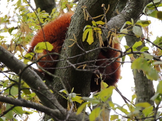 Filename=DSCN2653.JPG
Filesize=6143KiB
Dimensions=4608x3456
Date added=Sep 19, 2019 DSCN2653.JPG