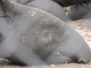 Filename=DSCN2661.JPG
Filesize=5476KiB
Dimensions=4608x3456
Date added=Sep 19, 2019 DSCN2661.JPG