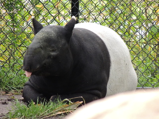 Filename=DSCN2663.JPG
Filesize=6164KiB
Dimensions=4608x3456
Date added=Sep 19, 2019 DSCN2663.JPG