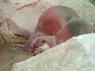 Filename=DSCN2668.JPG
Filesize=5909KiB
Dimensions=4608x3456
Date added=Sep 19, 2019 DSCN2668.JPG