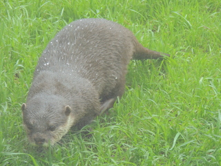 Filename=DSCN2669.JPG
Filesize=5628KiB
Dimensions=4608x3456
Date added=Sep 19, 2019 DSCN2669.JPG