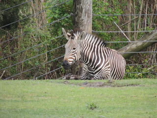 Filename=DSCN2673.JPG
Filesize=6151KiB
Dimensions=4608x3456
Date added=Sep 19, 2019 DSCN2673.JPG