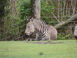 Filename=DSCN2674.JPG
Filesize=6317KiB
Dimensions=4608x3456
Date added=Sep 19, 2019 DSCN2674.JPG