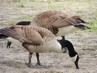 Filename=DSCN2675.JPG
Filesize=6319KiB
Dimensions=4608x3456
Date added=Sep 19, 2019 DSCN2675.JPG