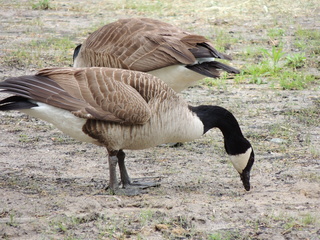 Filename=DSCN2676.JPG
Filesize=6248KiB
Dimensions=4608x3456
Date added=Sep 19, 2019 DSCN2676.JPG