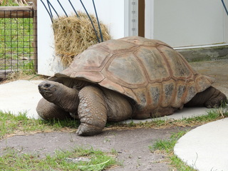 Filename=DSCN2678.JPG
Filesize=6005KiB
Dimensions=4608x3456
Date added=Sep 19, 2019 DSCN2678.JPG