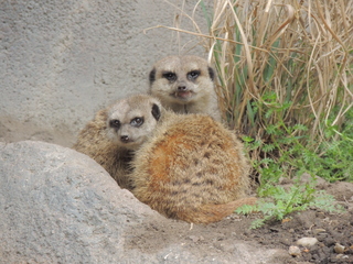 Filename=DSCN2681.JPG
Filesize=5750KiB
Dimensions=4608x3456
Date added=Sep 19, 2019 DSCN2681.JPG