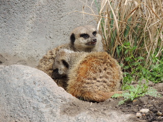 Filename=DSCN2682.JPG
Filesize=6102KiB
Dimensions=4608x3456
Date added=Sep 19, 2019 DSCN2682.JPG