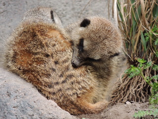 Filename=DSCN2684.JPG
Filesize=6130KiB
Dimensions=4608x3456
Date added=Sep 19, 2019 DSCN2684.JPG