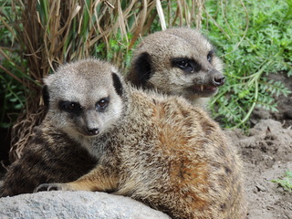 Filename=DSCN2685.JPG
Filesize=6083KiB
Dimensions=4608x3456
Date added=Sep 19, 2019 DSCN2685.JPG